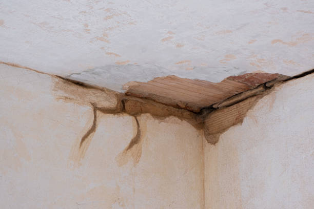 Best Mold removal after water damage  in Waverly, VA