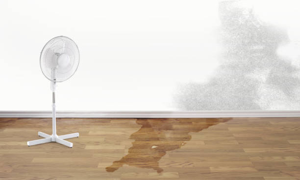 Best Flood damage cleanup  in Waverly, VA