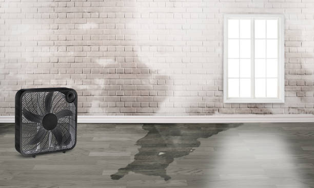 Best Water damage cleanup near me  in Waverly, VA